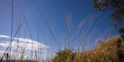 photo of an overgrown field